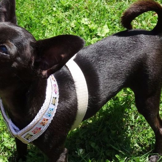 DIY – Hundegeschirr