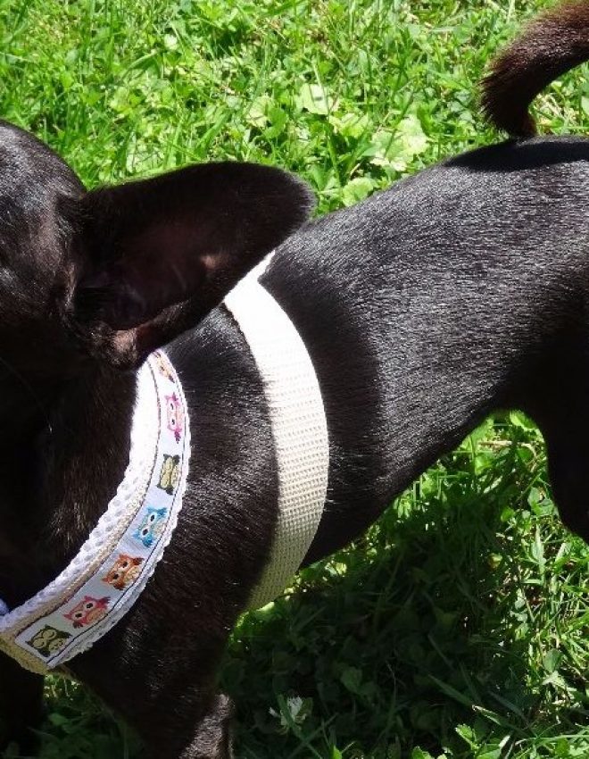 DIY – Hundegeschirr